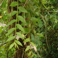 Dendrobium aphyllum (Roxb.) C.E.C.Fisch.